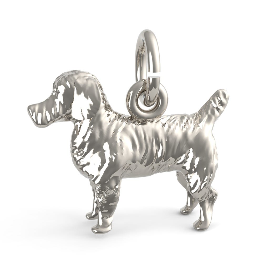 Jack Russell Terrier Dog